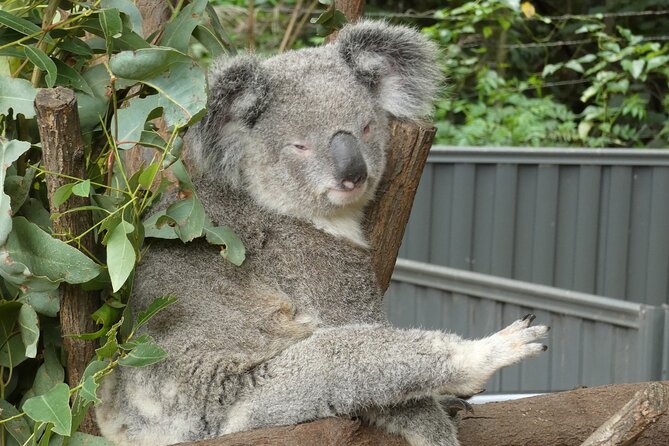 Noosa, Aussie Animals & Glass House Mountains from Brisbane - The pacing factor: why the day feels manageable