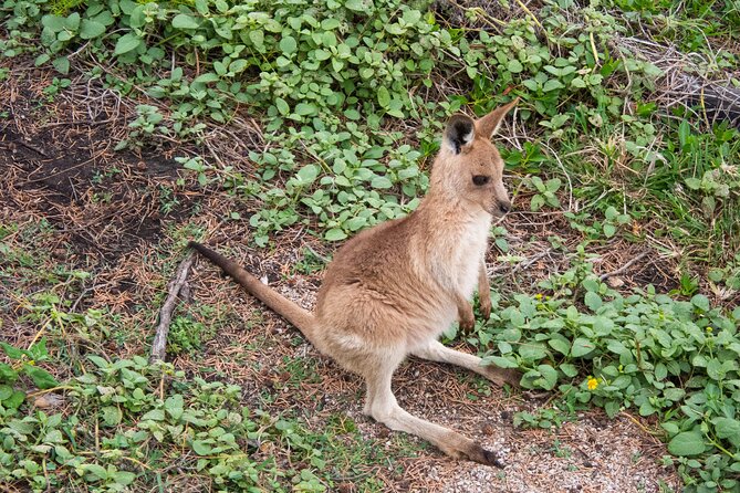 North Stradbroke Island Private Tour with Pickup - North Gorge Walk at Point Lookout: the easiest way to train your eyes for sea life