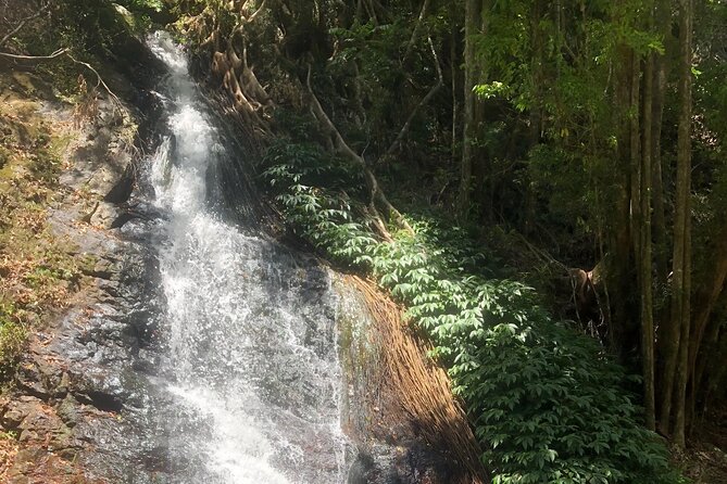 Private Group Tour Brisbane & Gold Coast Personal Tours - Should You Book Bos Tours Queensland for Brisbane and the Gold Coast?