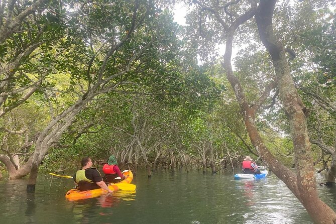 Raby Bay Wildlife Kayak Tour - Key highlights you’ll actually care about