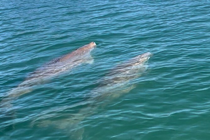 Raby Bay Wildlife Kayak Tour - Stop 1: seagrass beds under the moored yachts and the dugong hotspot