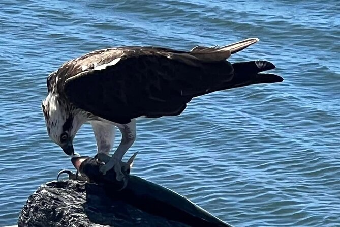 Raby Bay Wildlife Kayak Tour - How the guide experience makes the difference