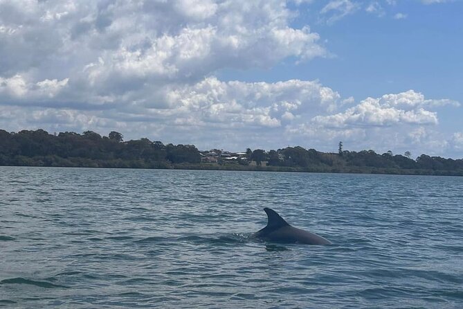 Raby Bay Wildlife Kayak Tour - Price and value: is $56.66 per person worth it?