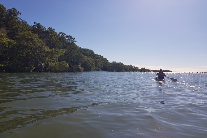 Raby Bay Wildlife Kayak Tour - What to pack and how to make wildlife spotting easier