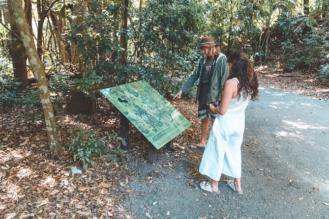 Springbrook andTamborine Rainforest Tour Incl Natural Bridge and Glow Worm Cave - Springbrook National Park: Curtis Falls, Natural Bridge, and the Rainforest Walk