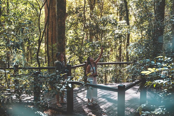 Springbrook andTamborine Rainforest Tour Incl Natural Bridge and Glow Worm Cave - Wildlife Spotting with Guides Like Pete, James, and Shane