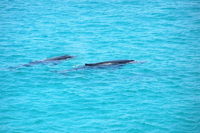 Stradbroke Island 4WD Day Trip from Brisbane - Key highlights at a glance