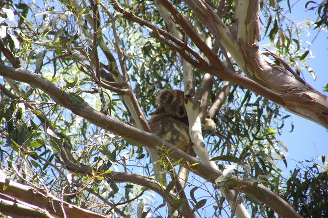 Stradbroke Island 4WD Day Trip from Brisbane - Why Stradbroke Island works best as a Brisbane day trip
