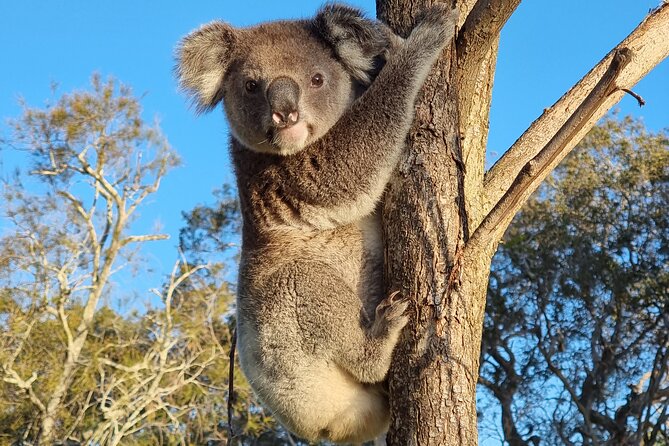 Stradbroke Island Eco Day Trip from Brisbane – Wildlife & Beaches - What You Get in Plain English (Key Points)