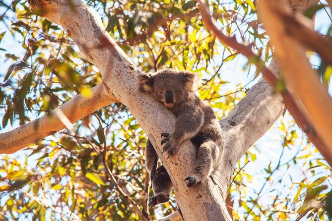 Stradbroke Island Eco Day Trip from Brisbane – Wildlife & Beaches - Ferry to Stradbroke: Moreton Bay Views and Dolphin-Watching Odds