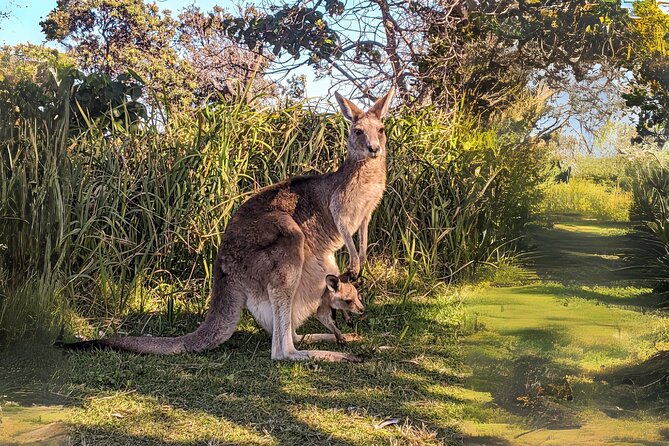 Stradbroke Island Eco Day Trip from Brisbane – Wildlife & Beaches - North Gorge Walk: Cliff Views, Boardwalk Pacing, and Whale Season
