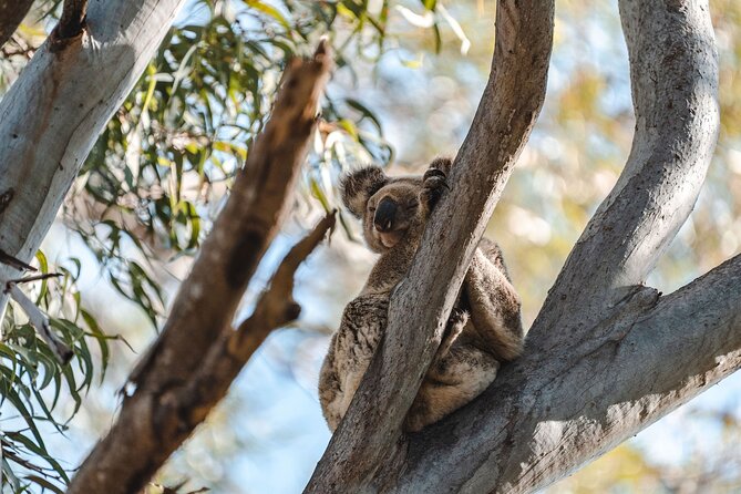 Sunshine Coast Hinterland and Noosa Day Trip from Brisbane Incl Eumundi Markets - The Morning Start at 7:45 AM: Meet, Get Oriented, Then Settle In