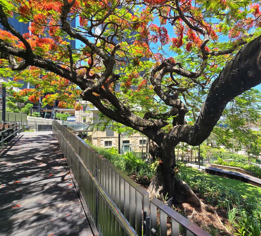 The Brisbane Experience: City Walking Tour - The Brisbane River and Riverwalk stretch: iconic views plus real conversation