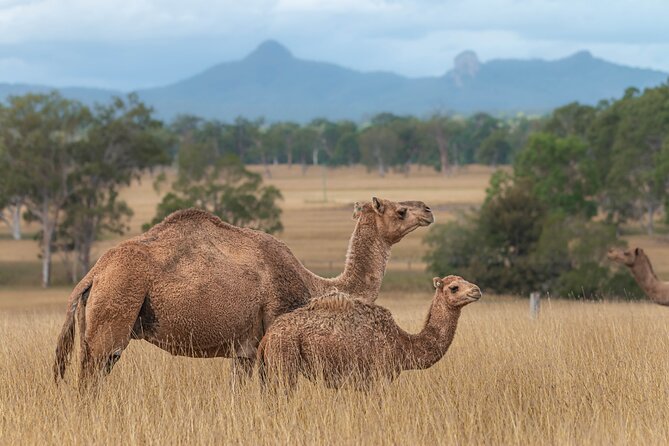Tour, Taste & Camel Encounter - FAQ