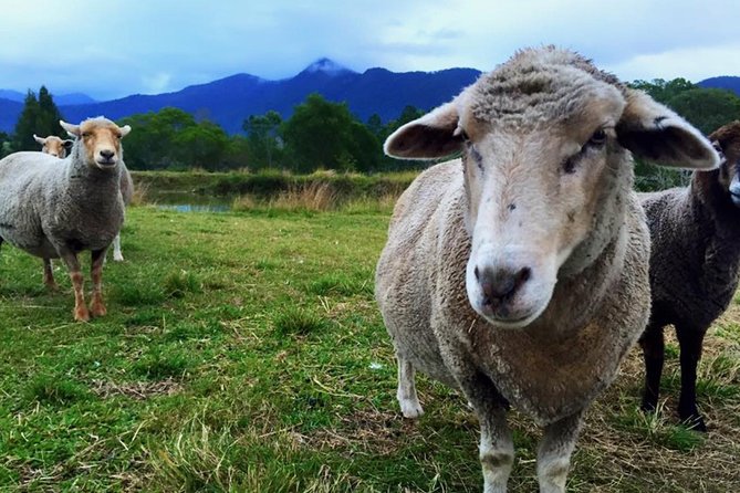 Trevena Glen Farm Animal Experience - Trevena Glen Farm in the D’Aguilar Range: why this works as a Brisbane day
